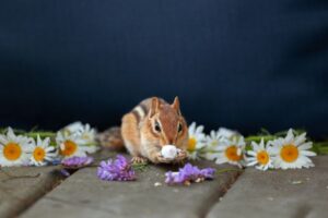 Biblical Meaning Of A Squirrel In A Dream