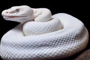 Biblical Meaning Of A White Snake In A Dream