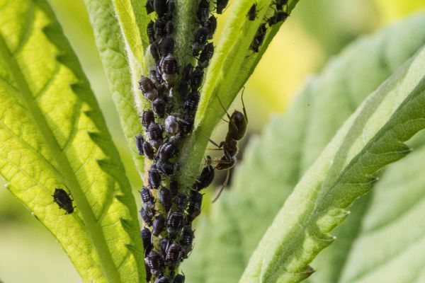 Biblical Meaning Of Lice In A Dream