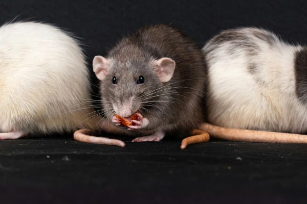 Biblical Meaning Of Mice In Dreams