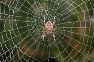 Biblical Meaning Of Spiders In Dreams