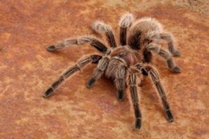 Biblical Meaning Of Tarantulas In Dreams