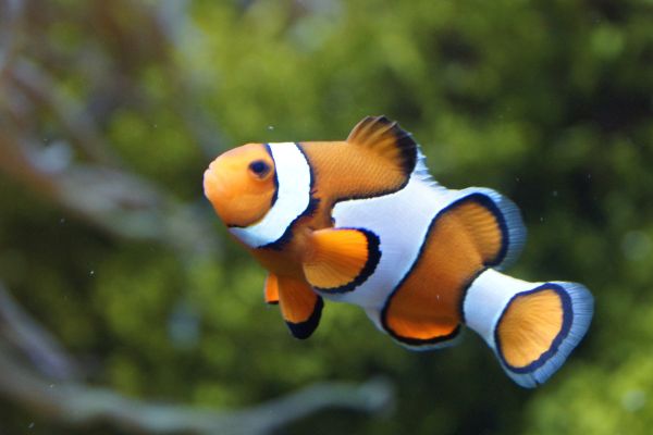 Biblical Meaning of Fish in Dream