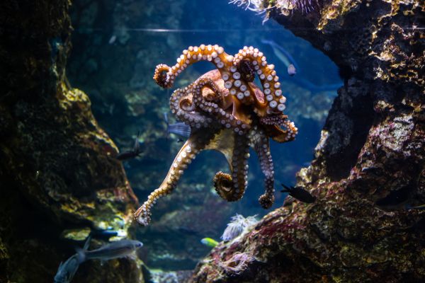 Octopus Meaning In Dreams