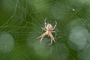 Prophetic Meaning Of Spiders In Dreams