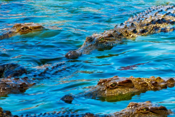 Spiritual Meaning Of Crocodile In Dreams