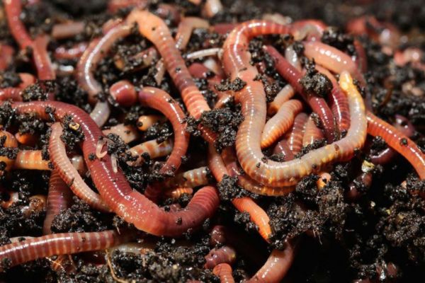Worms In Dreams Meaning